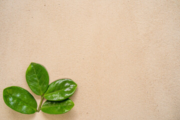 Zamioculcas leaves on sandy background.