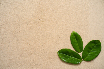 Zamioculcas leaves on sandy background.