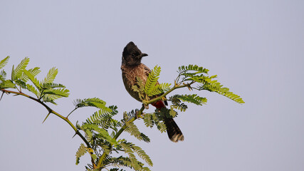 The red-vented bulbul (Pycnonotus cafer) is a member of the bulbul family of passerines. It is a resident breeder across the Indian subcontinent, including Sri Lanka extending east to Burma.