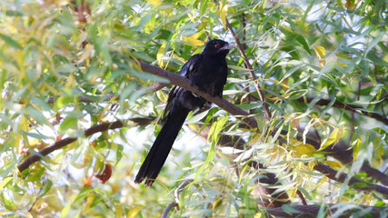 The Asian koel (Eudynamys scolopaceus)[3][4] is a member of the cuckoo order of birds, the Cuculiformes. It is found in the Indian Subcontinent, China, and Southeast Asia. It forms a super species