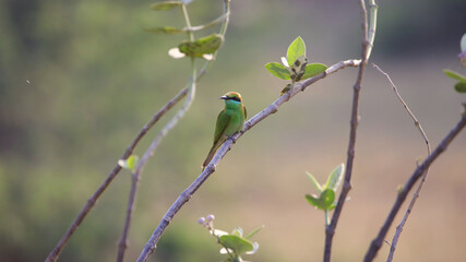 The green bee-eater (Merops orientalis), also known as little green bee-eater, is a near passerine bird in the bee-eater family. It is resident but prone to seasonal movements.