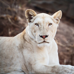 The female white lion