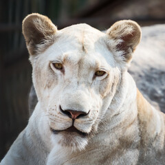 The female white lion