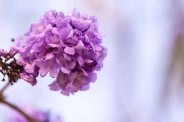 Beautiful Jacaranda obtusifolia flowers,Purple flowers are blooming beautifully in summer as a...