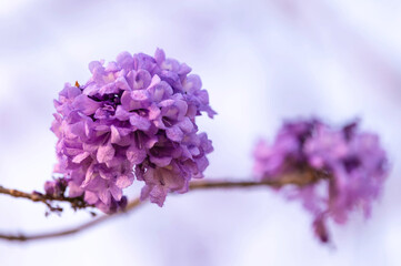 Beautiful Jacaranda obtusifolia flowers,Purple flowers are blooming beautifully in summer as a...