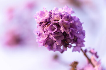 Beautiful Jacaranda obtusifolia flowers,Purple flowers are blooming beautifully in summer as a background.