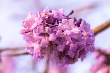 Obraz premium Beautiful Jacaranda obtusifolia flowers,Purple flowers are blooming beautifully in summer as a background.