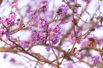 Beautiful Jacaranda obtusifolia flowers,Purple flowers are blooming beautifully in summer as a background.