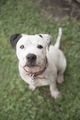 Obraz premium Staffordshire Terrier Puppy
