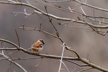An adult male house sparrow (Passer Domesticus) is perching on a leafless branch alone in winter....