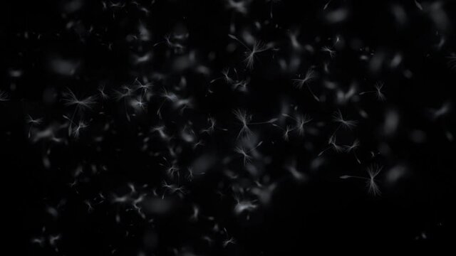 無数の羽根がふわりと舞うエフェクト動画（背景透過）