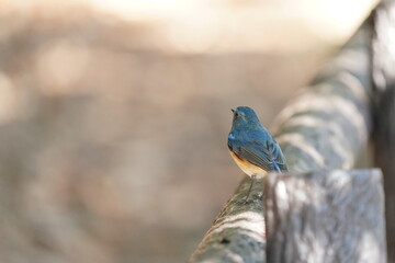 red flanked blue tail in the field