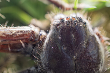 Huntsman Spider