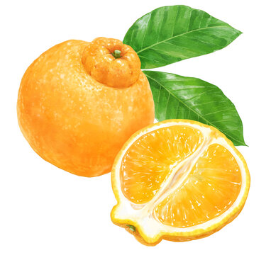 柑橘 Images Browse 13 781 Stock Photos Vectors And Video Adobe Stock