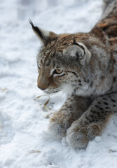 Lynx on snow