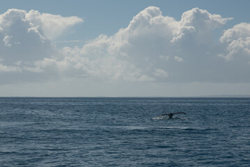 Humpback whale watching
