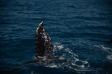 Humpback whale watching
