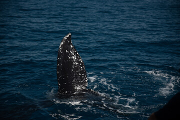 Humpback whale watching