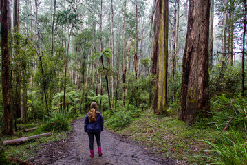 Woman hiking among mountain ash trees and ferns at the temperate rain forest of Kallista at the Greater Melbourne region.