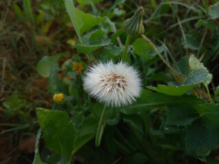 thistle flower 