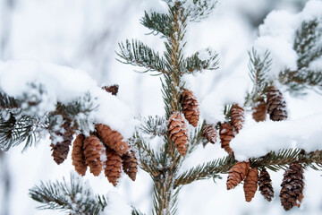 Spruce branches and pinecones covered with snow