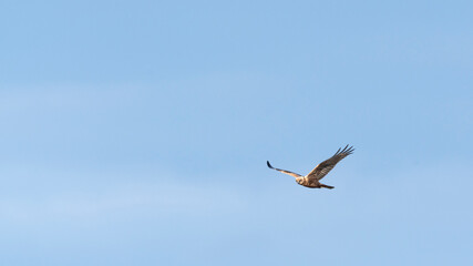 Eagle flying in blue sky