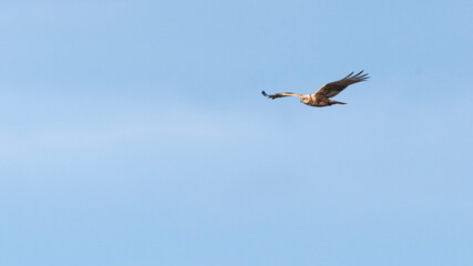 Obraz premium Eagle flying in blue sky