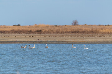Wild swans on the lake