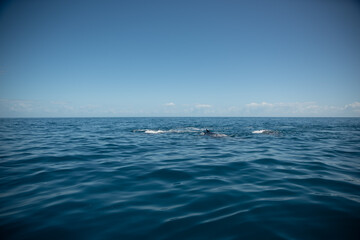 Fototapeta na wymiar Whale Watching