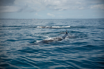 Fototapeta premium Whale Watching