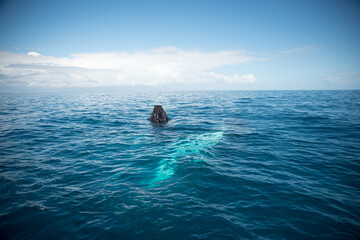 Obraz premium Whale Watching