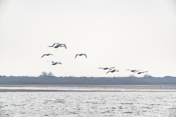 A flock of swans in flight