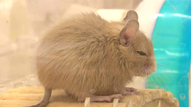ケージの中を動き回るデグー  デグーマウス  4K 全身  クローズアップ  Common Degu.