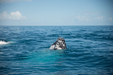 Obraz premium Whale Watching