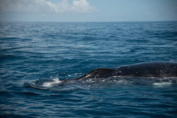 Fototapeta premium Whale Watching