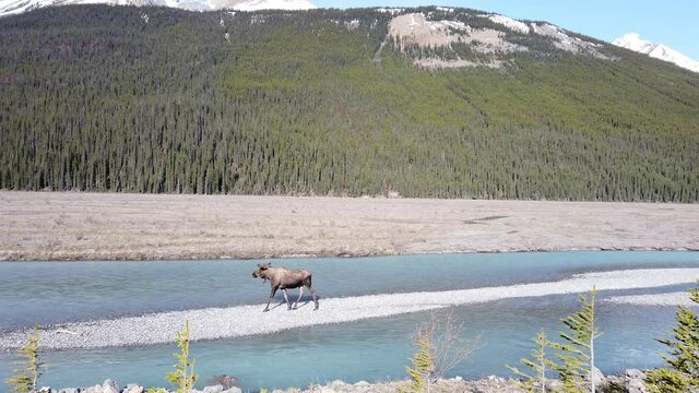Moose in the Canadian wilderness