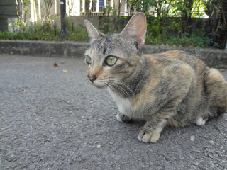 Gray cat lying on the ground in a park, blurry tree background.