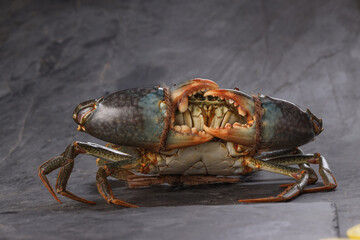 Live mud crab