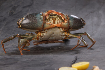 Live mud crab