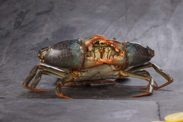 Live mud crab