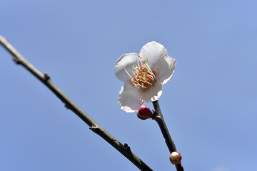 甲州小梅　梅の花