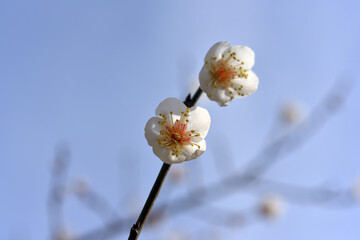 甲州小梅　梅の花