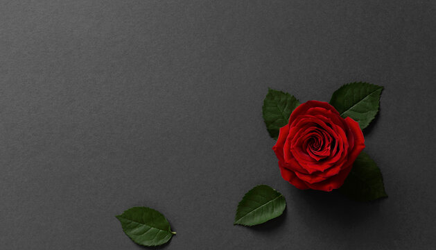 Single red rose and gray background material. Celebration, event, wedding, Christmas, Valentine's Day, Mother's Day, etc. 赤いバラとグレーの背景素材。お祝い、イベント、結婚式、クリスマス、バレンタイン、母の日など。