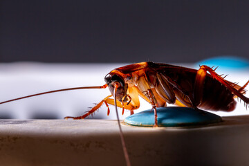 Close-up of animal red cockroach at night