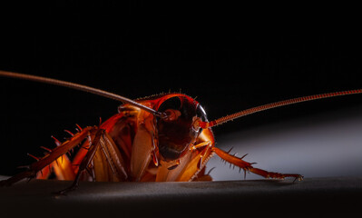 Close-up of animal red cockroach at night