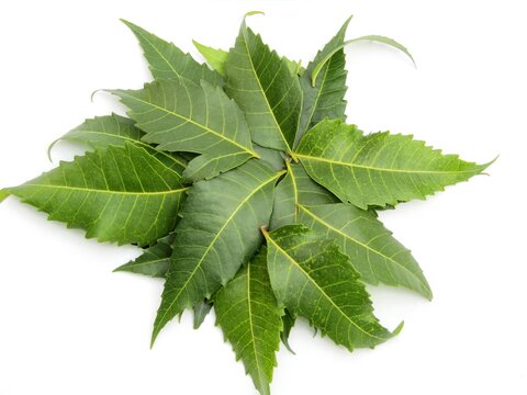 Neem leaf isolated on white