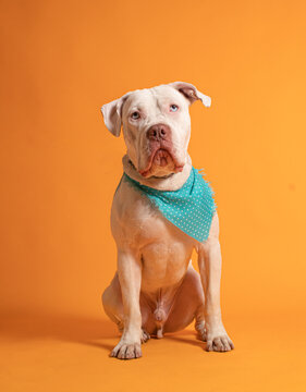Pitbull Blanco sentado con pa&ntilde;uelo azul sobre fondo amarillo 2