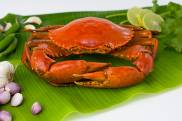 Live mud crab