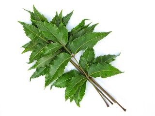 Neem leaf isolated on white background