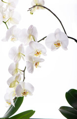 Branch with tropical orchid flowers on white background